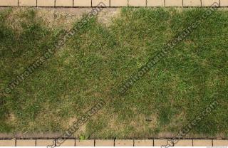 photo texture of grass 0011